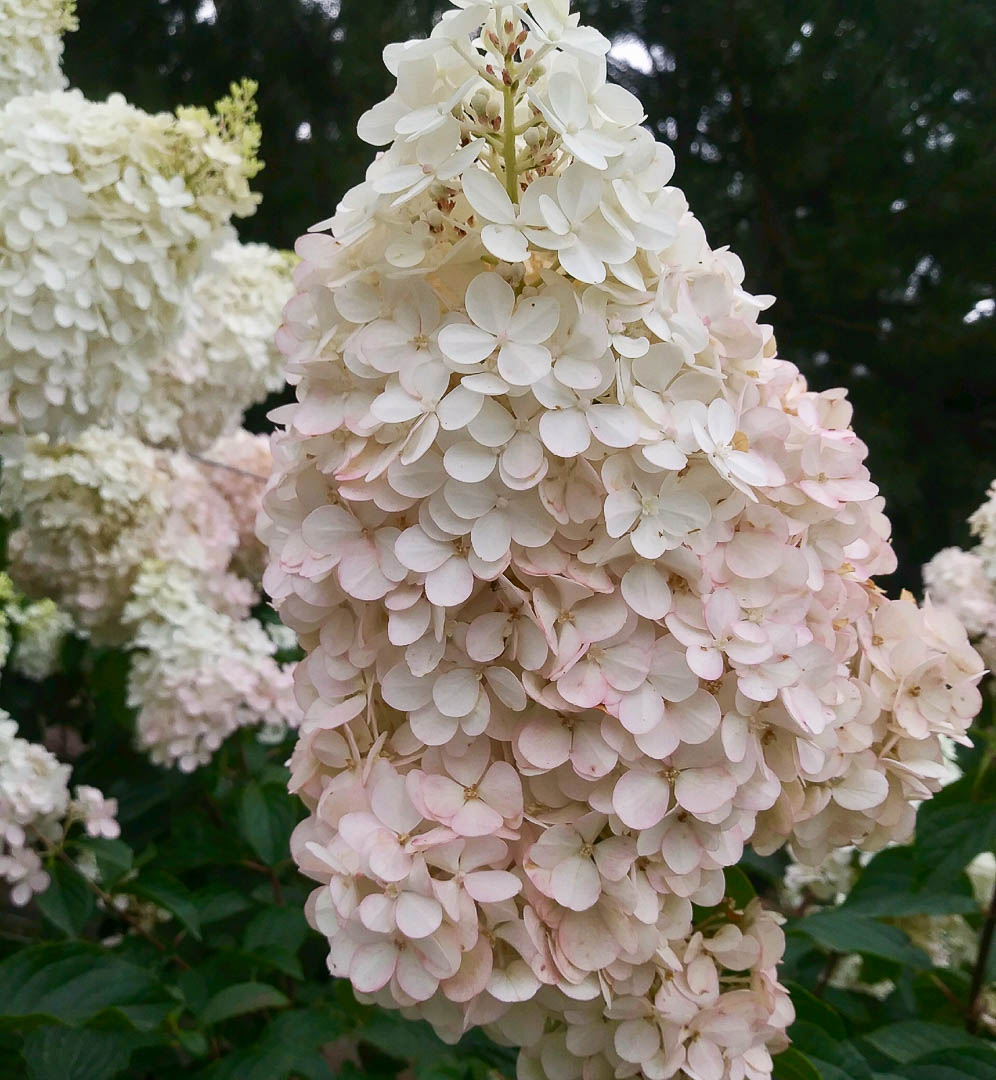 Vanilla Strawberry Hydrangea (Tree Form) | Garden Gate Nursery
